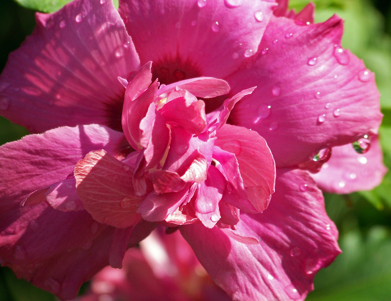 flower pink bloom free photo