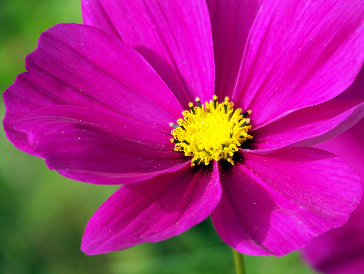 pink yellow flower free photo