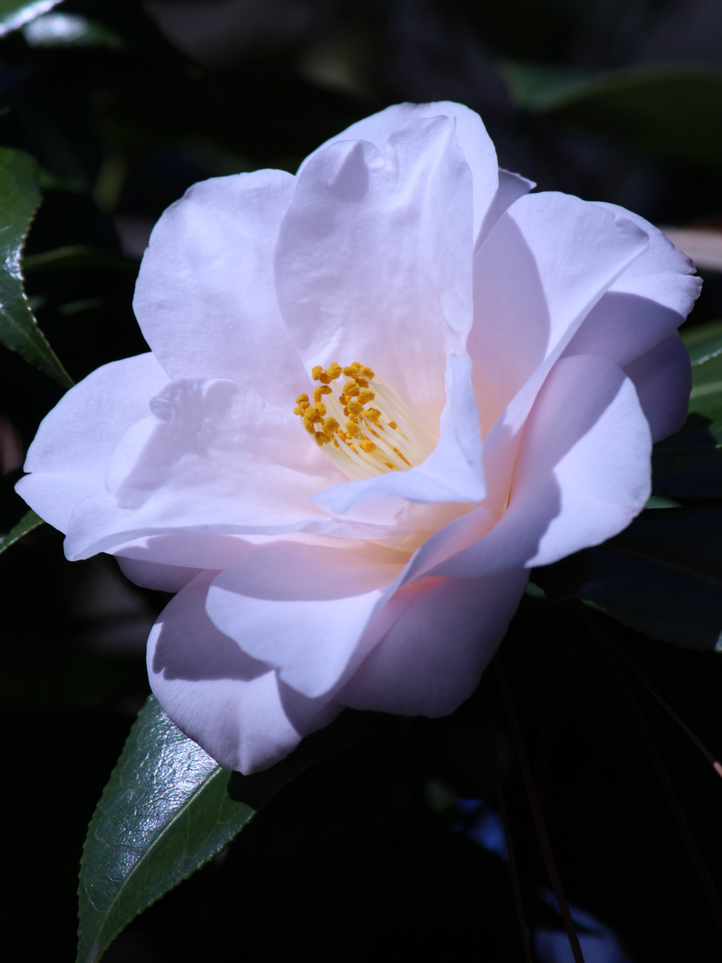 pink flower flowers free photo