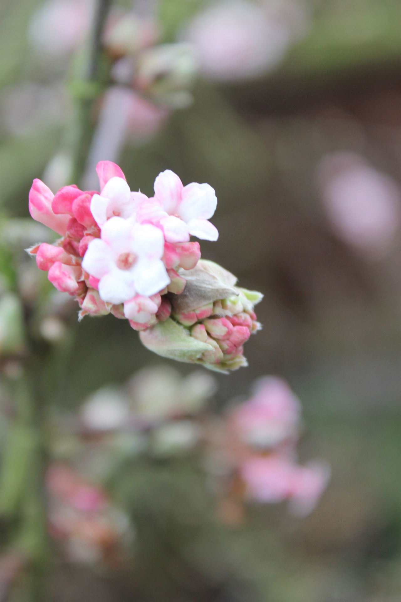 flower flowers branch free photo