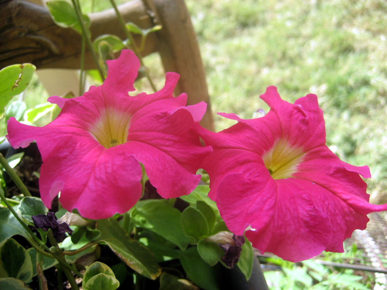 pink flower leaves free photo