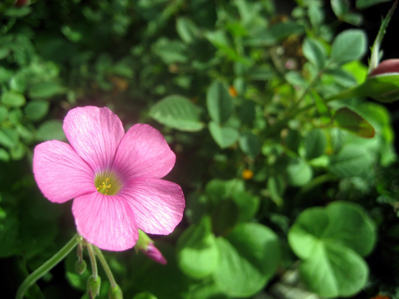 pink flower leaves free photo