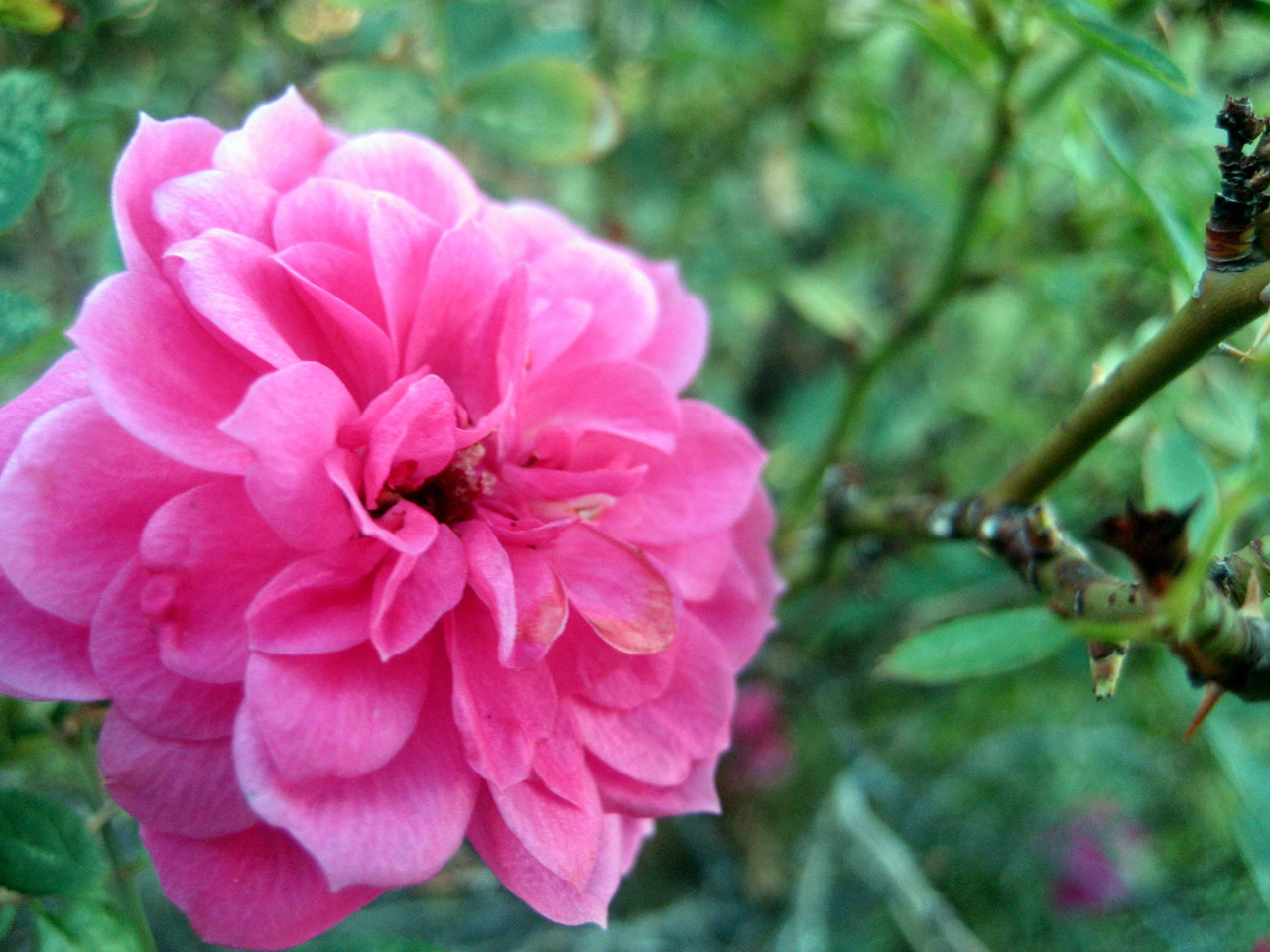 pink flower leaves free photo