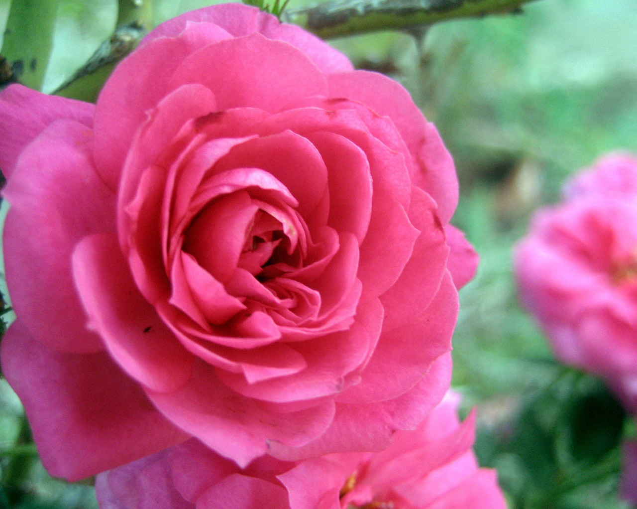 pink flower leaves free photo