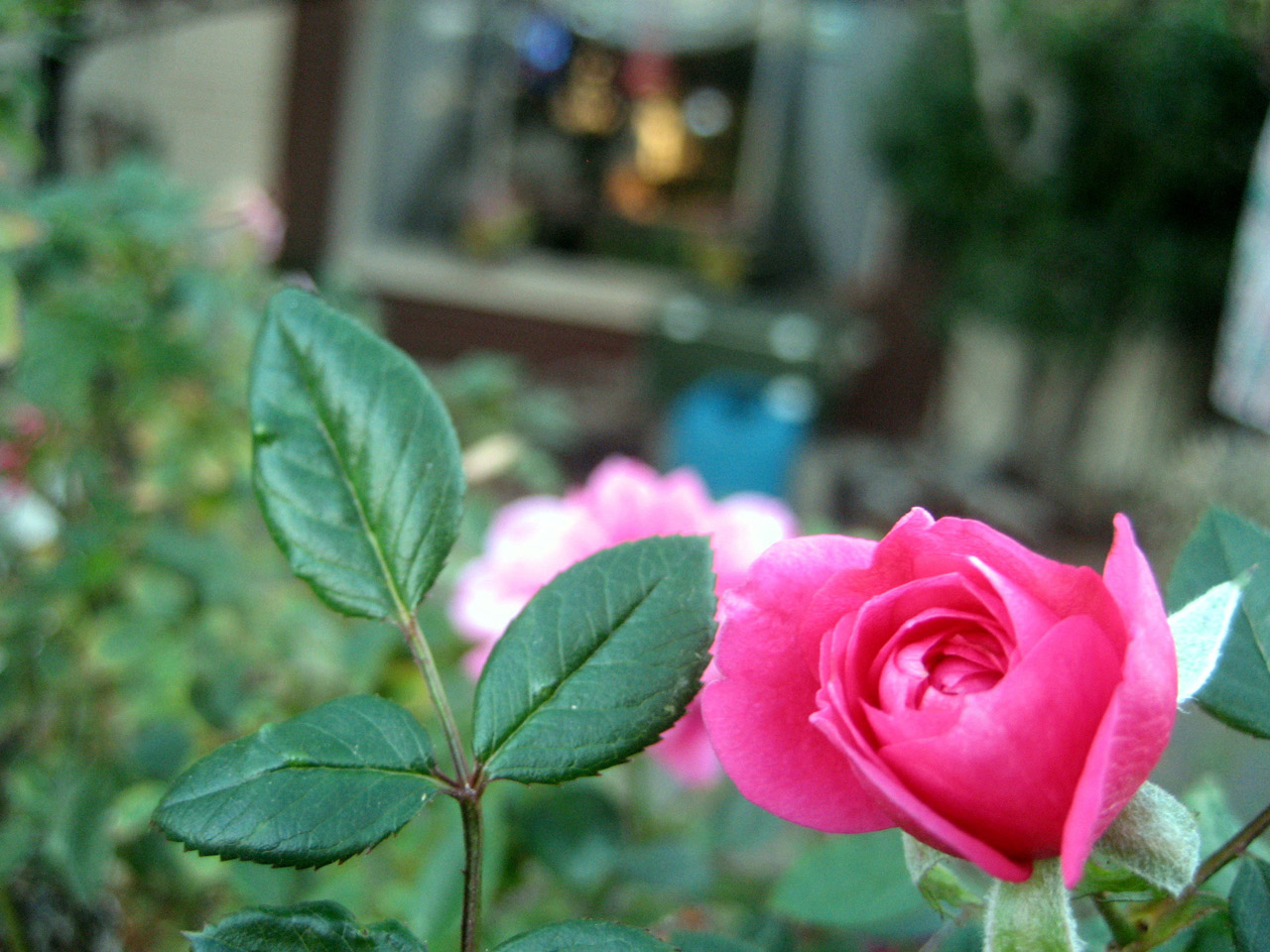 pink flower leaves free photo