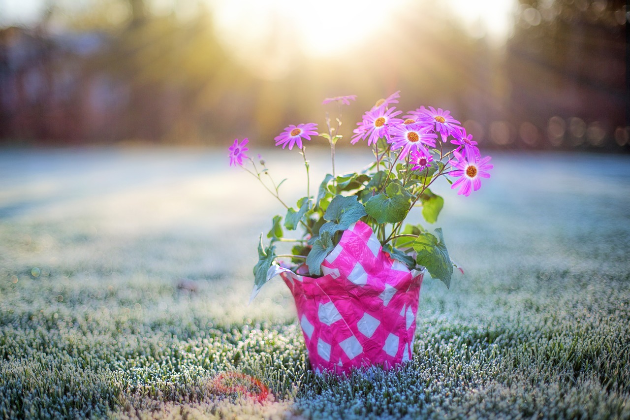 pink flower pink daisies frost on grass free photo