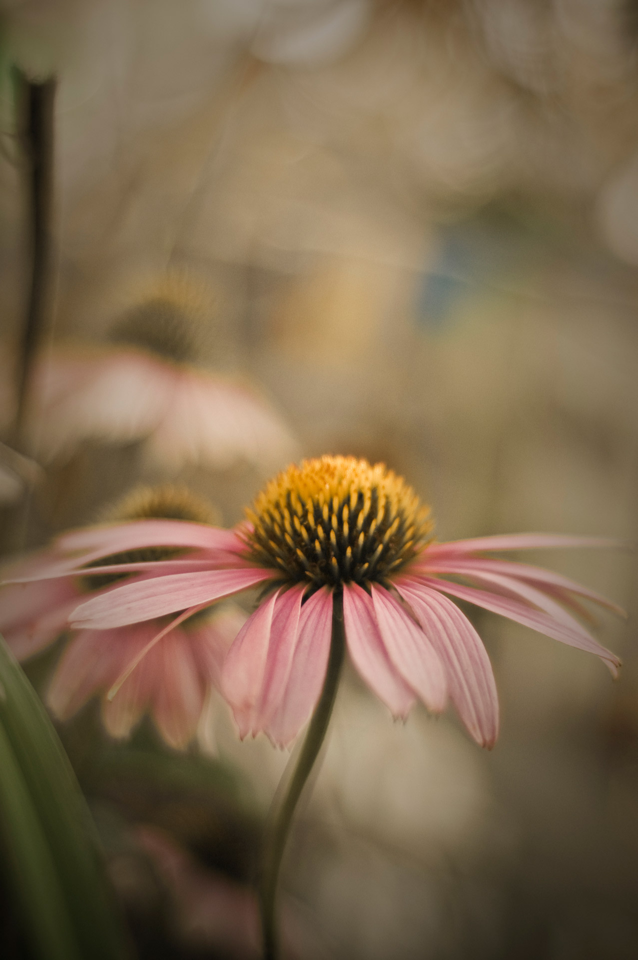 pink flower nature free photo