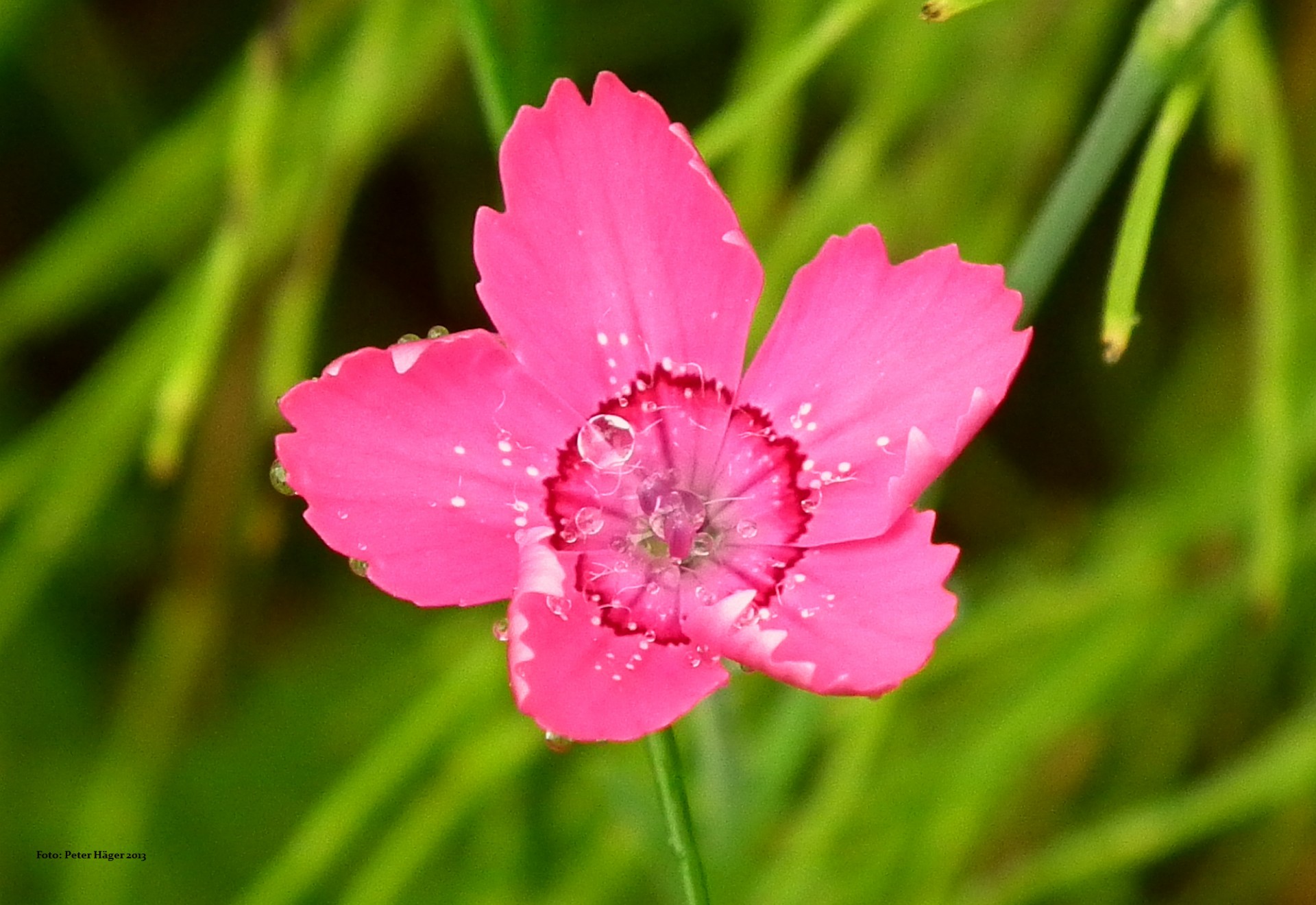 flowers summertime summer flower free photo