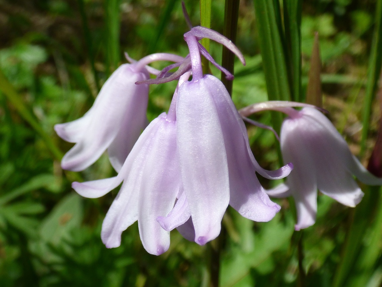 pink flower bluebell spring free photo