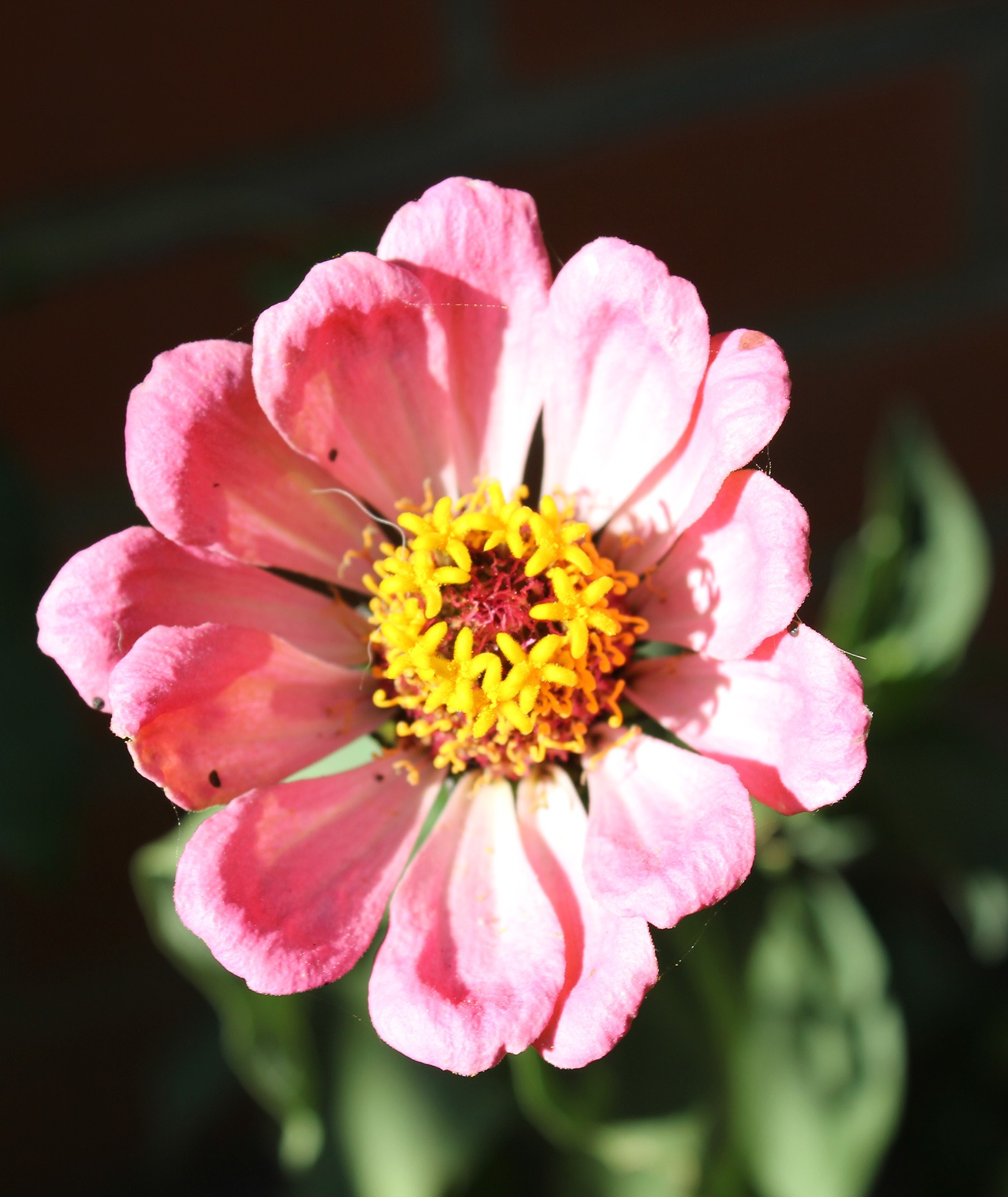 pink flower pink flower free photo