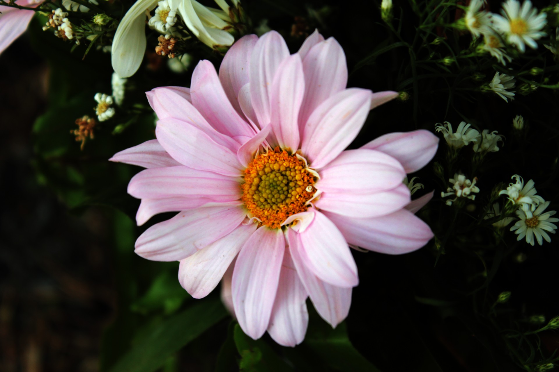 pink flower flower petals free photo