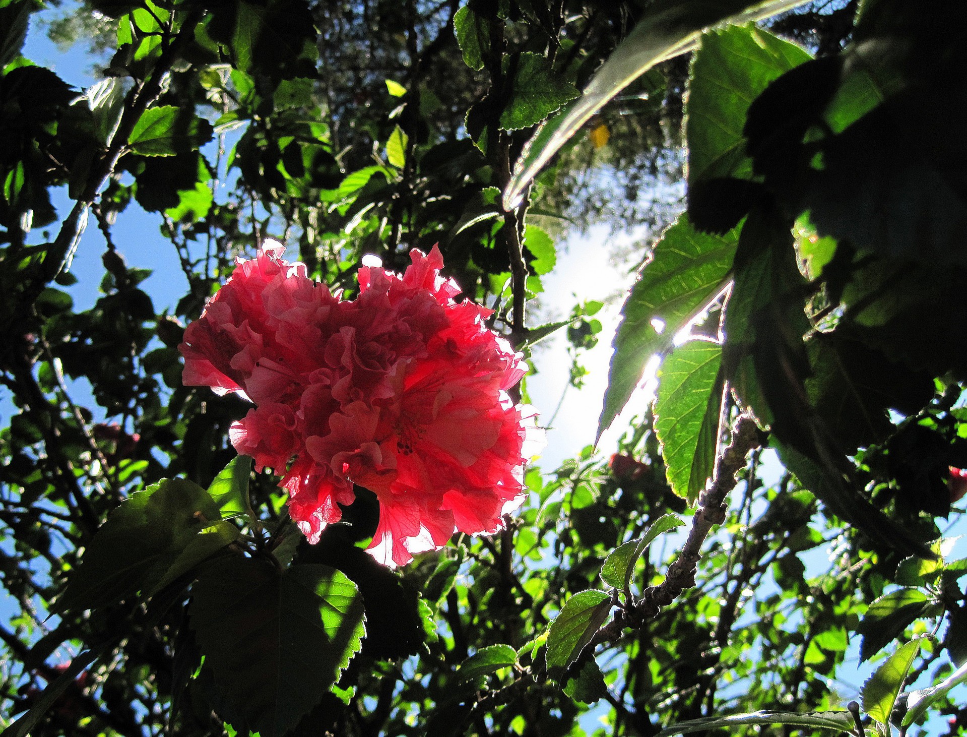 tree flower pink free photo