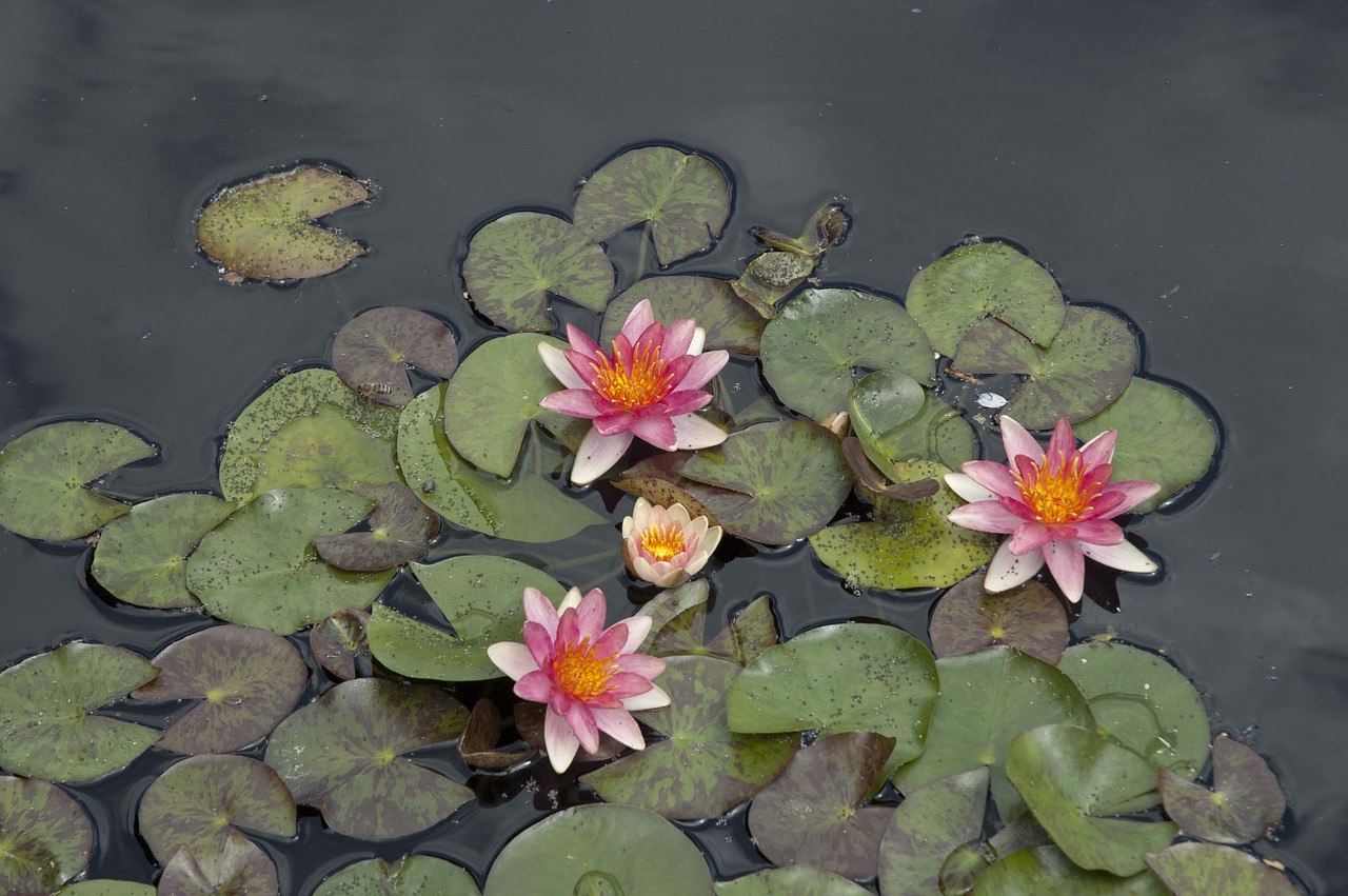 pink flower waterlily lily pad free photo