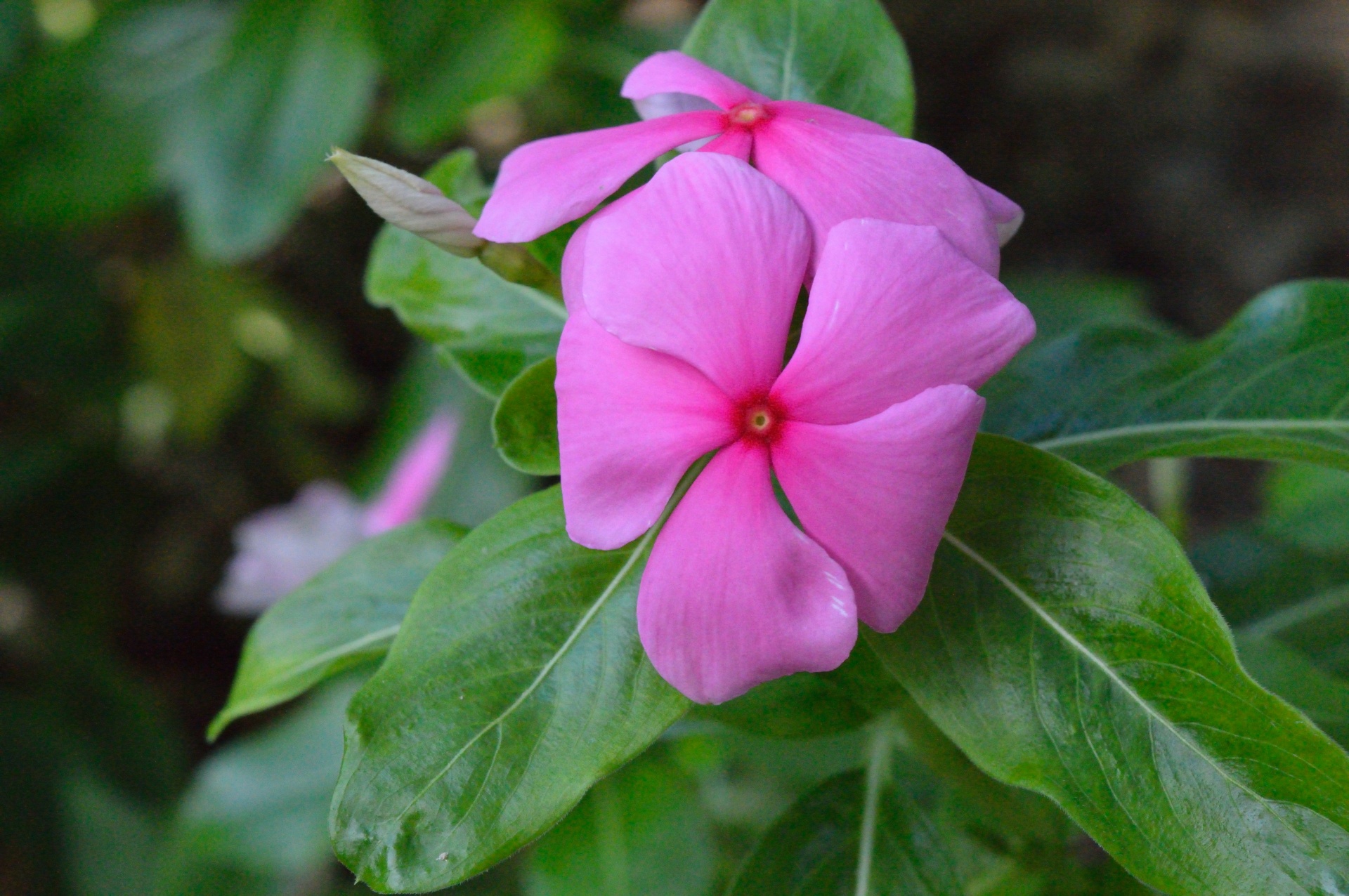 postcard pink flower free photo