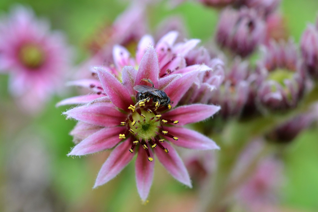 pink flower fly flower free photo