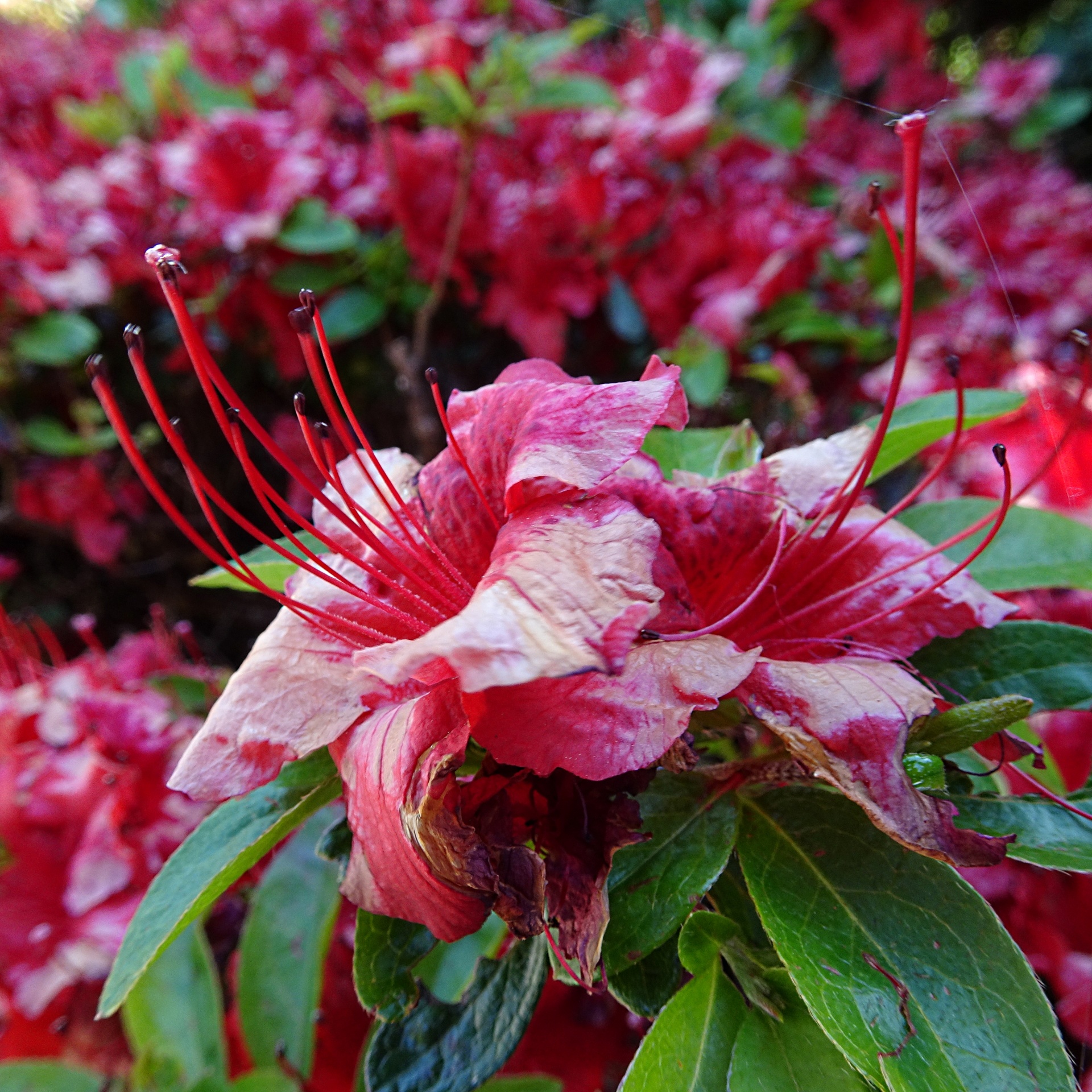 beautiful pink flower free photo