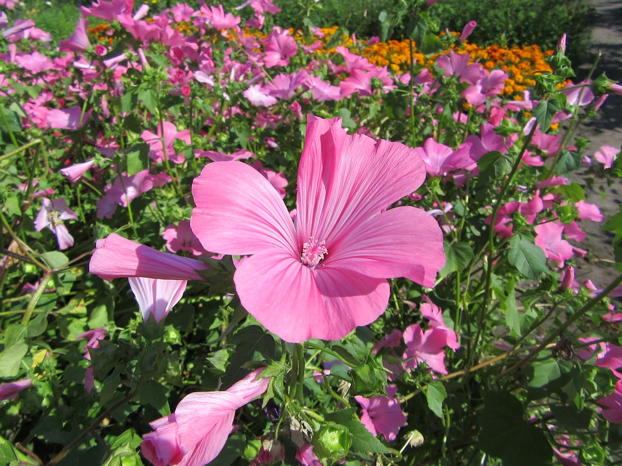 pink flower bloom flowers free photo