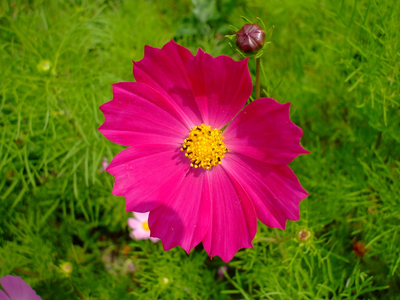 cosmea pink flower blossom free photo