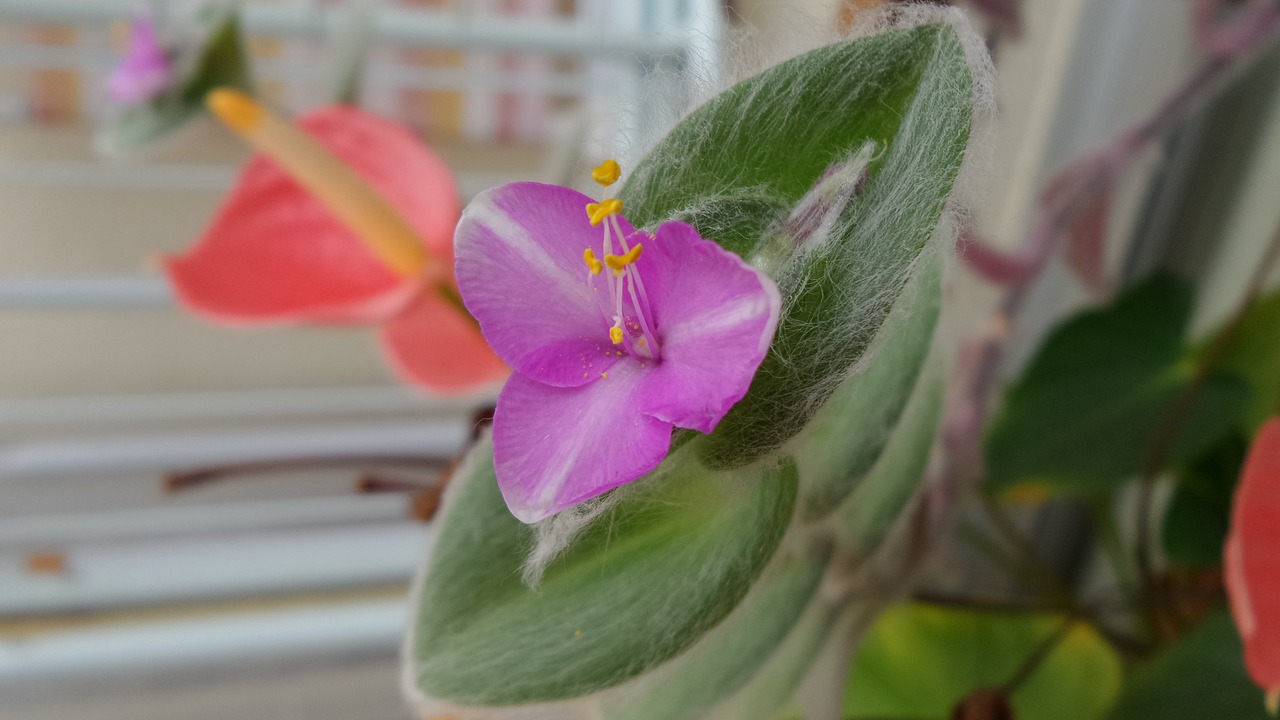 pink flower hairy leaves plant free photo