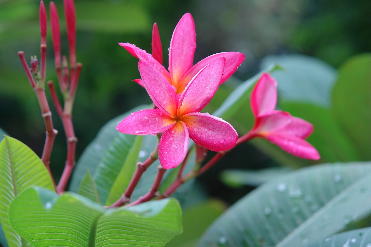 plumeria frangipani pink flower free photo