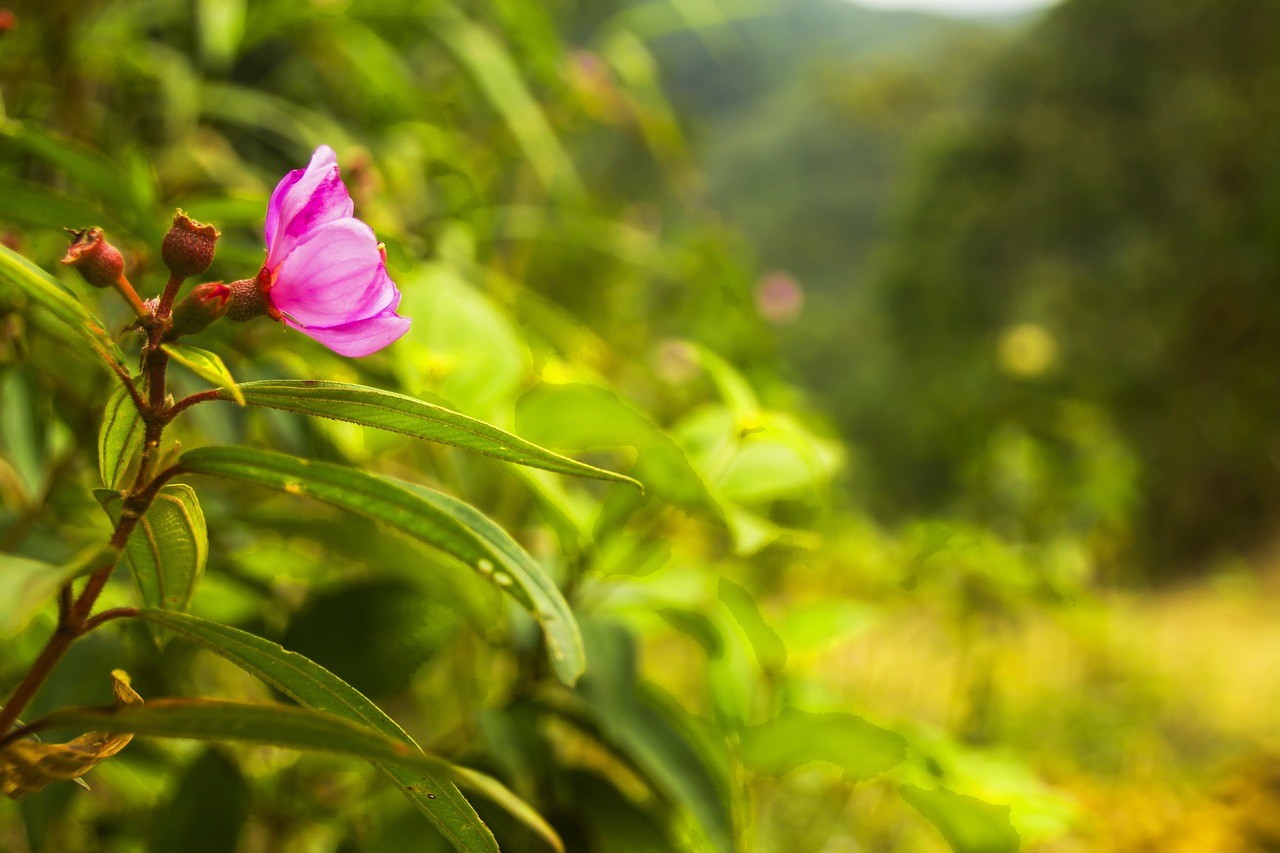 pink flower flower floral free photo