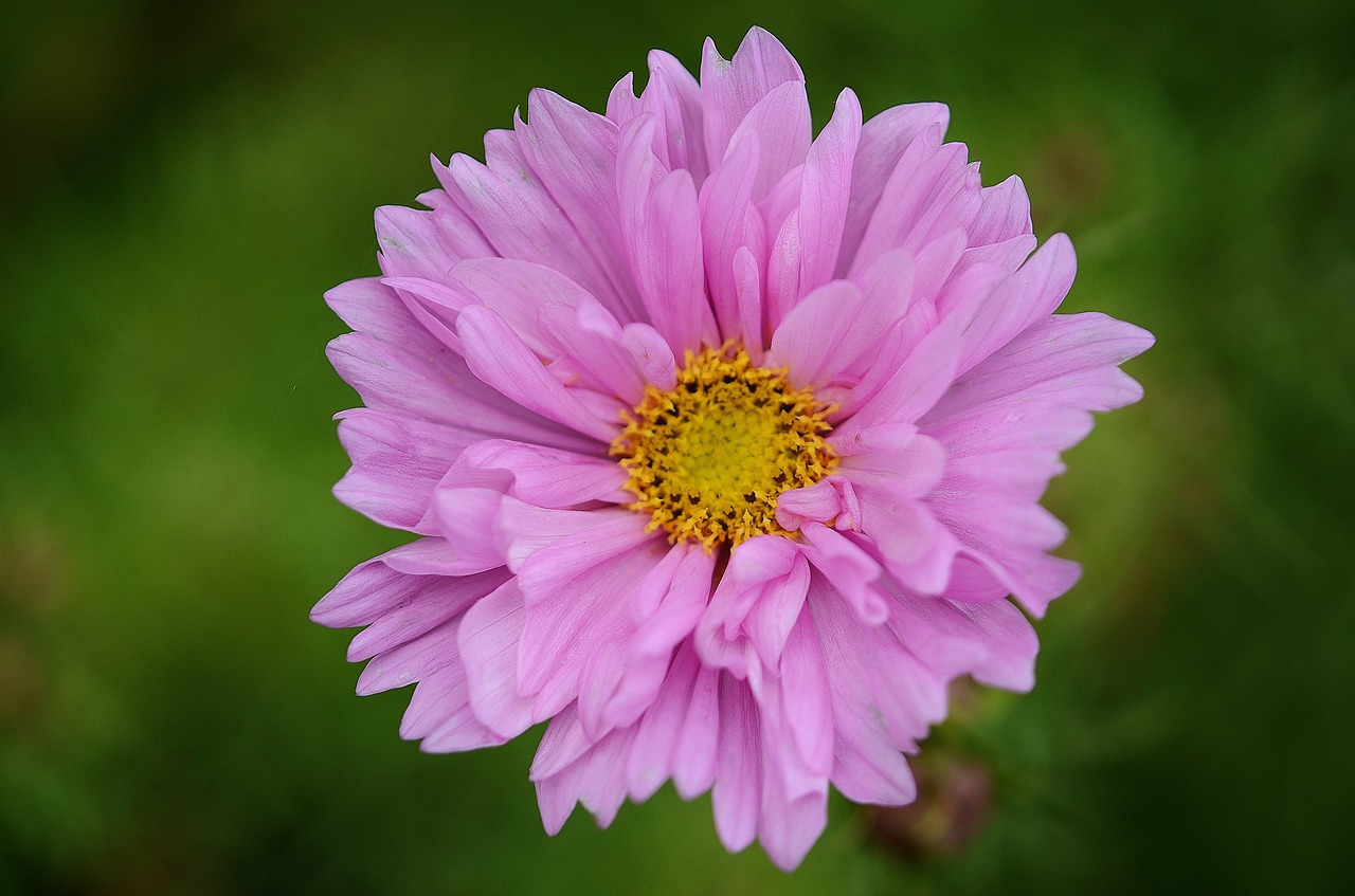 pink flower lilac leaf free photo