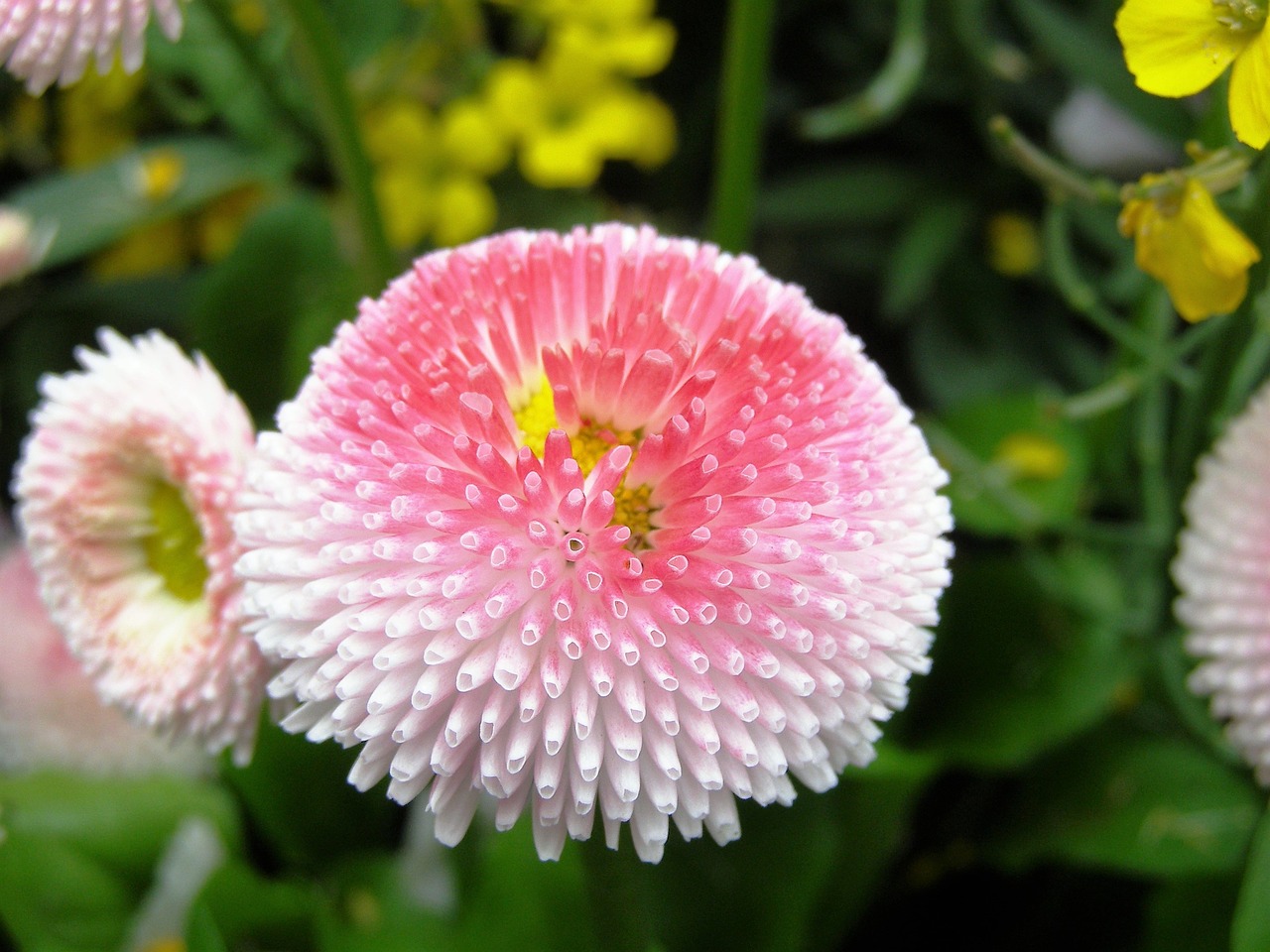 pink flower double flower full bloom free photo