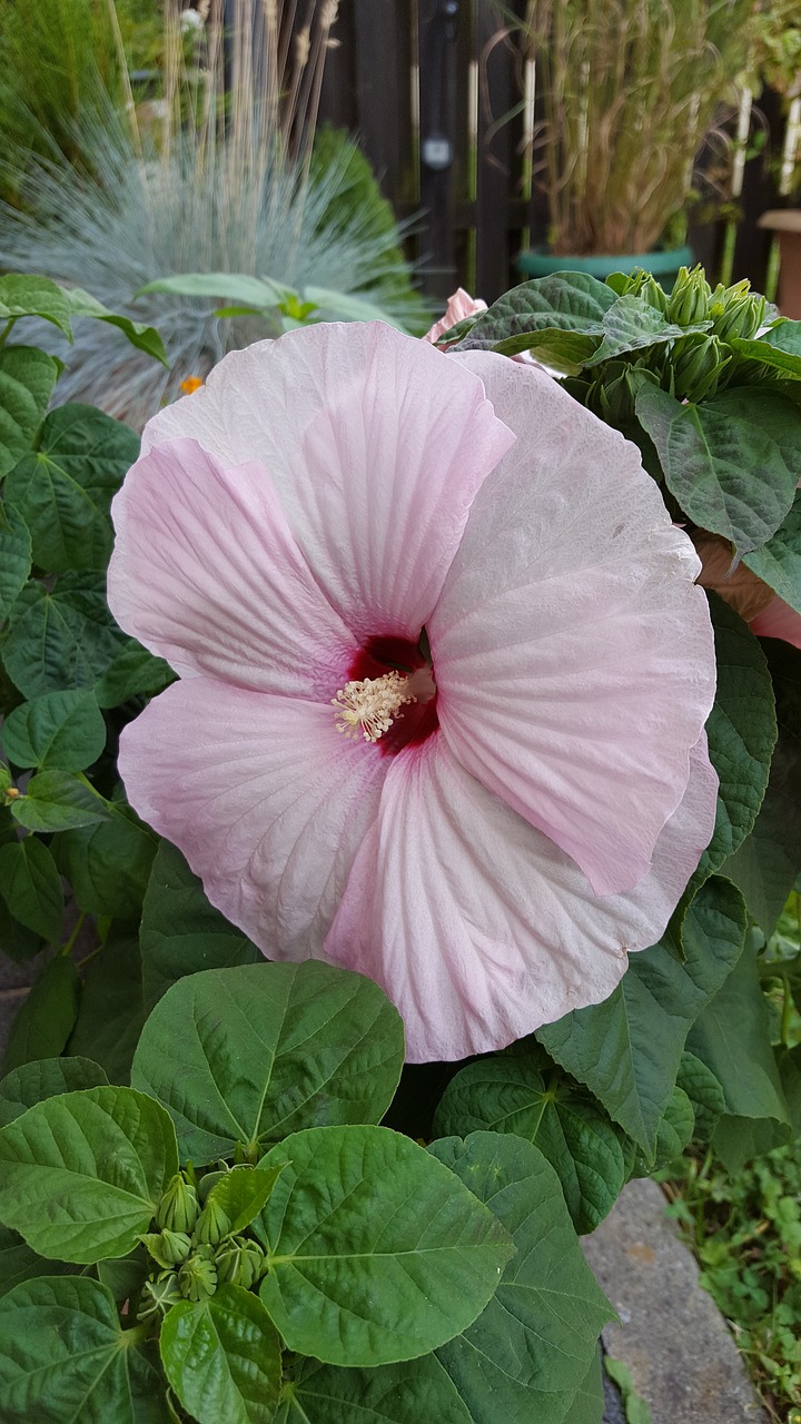 pink flower hibiscus pink blossom free photo