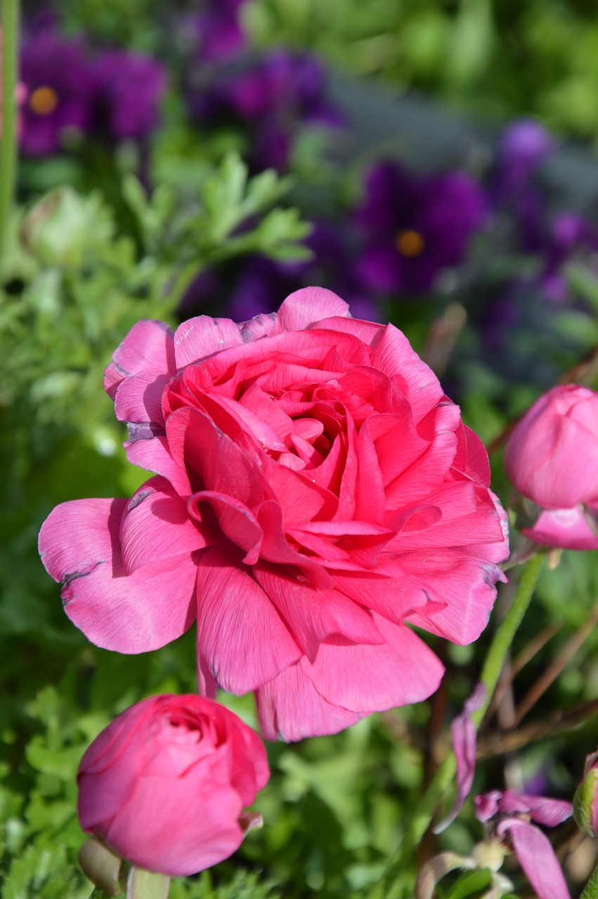 pink flower blossom bloom free photo