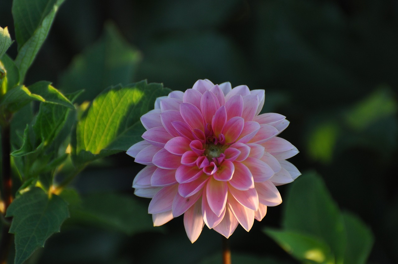 pink flower bloom blossom free photo