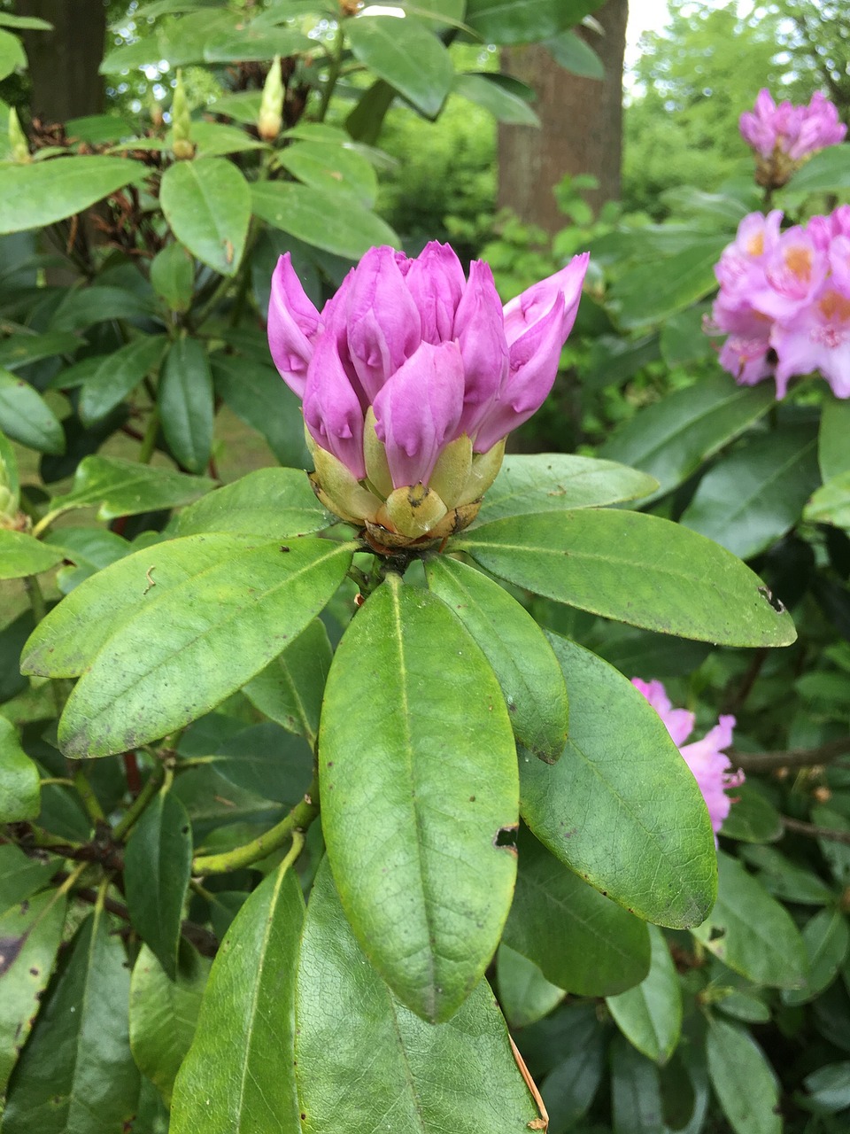 pink flower nature flower free photo