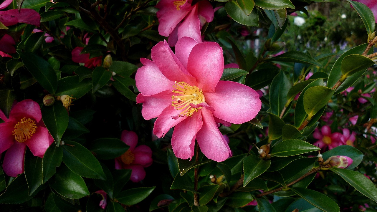 pink flower foliage garden free photo