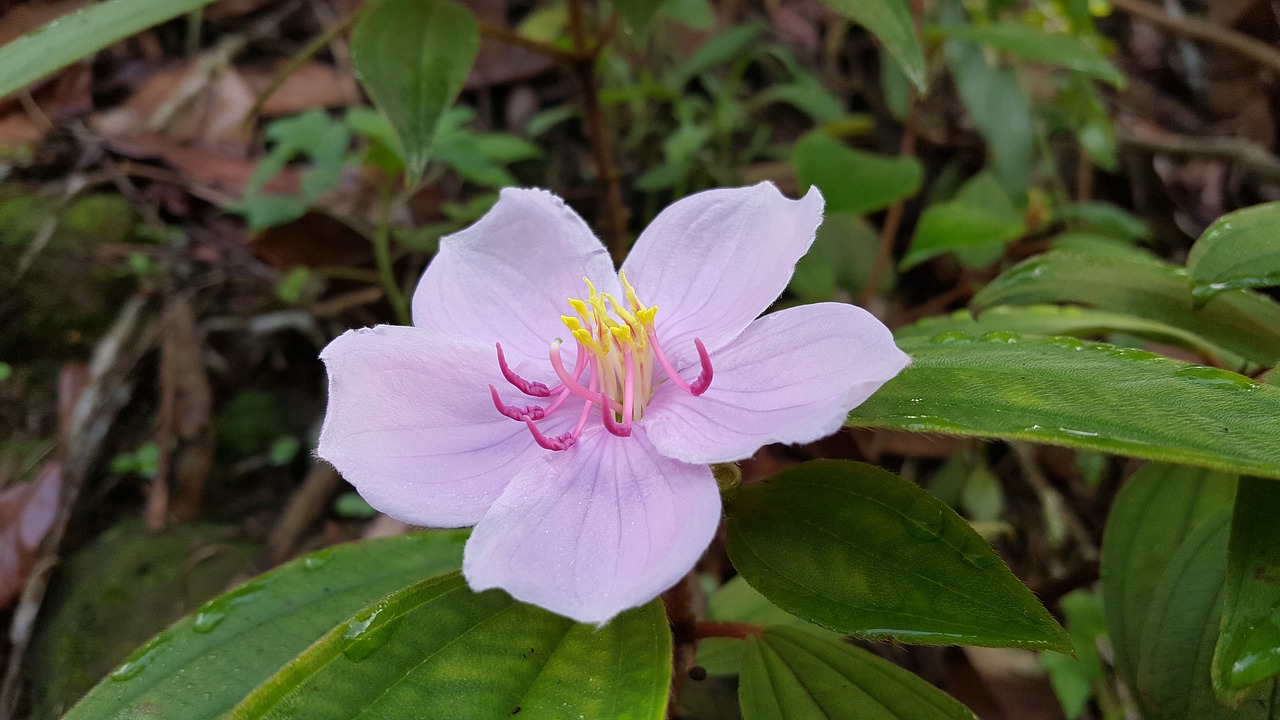 pink flower taiwan native flowers plant free photo