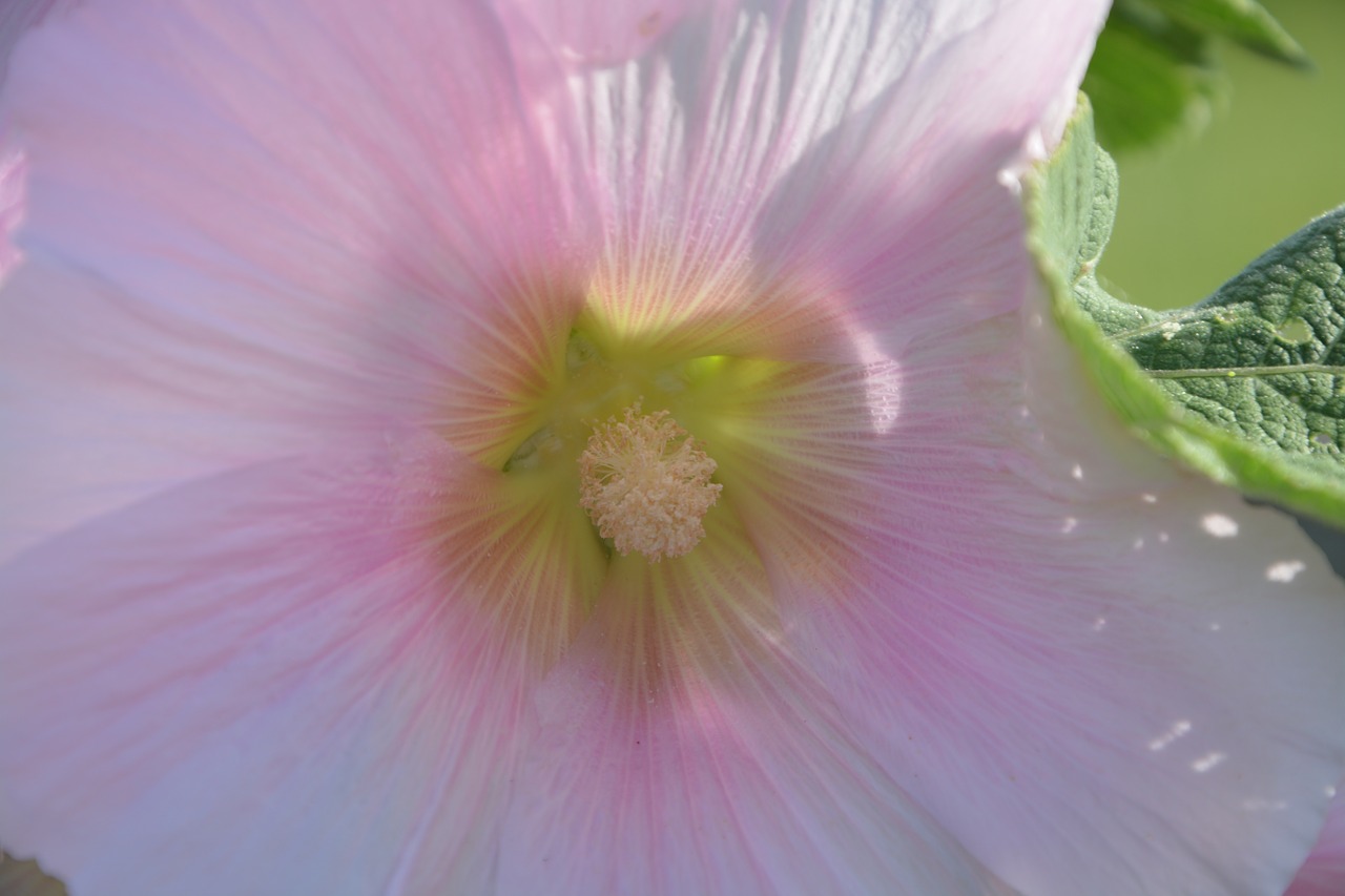 pink flower garden nature free photo