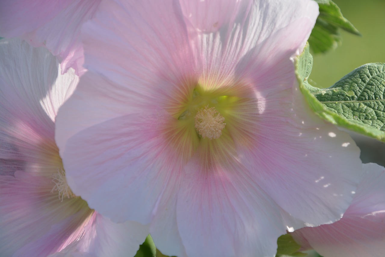 pink flower garden nature free photo