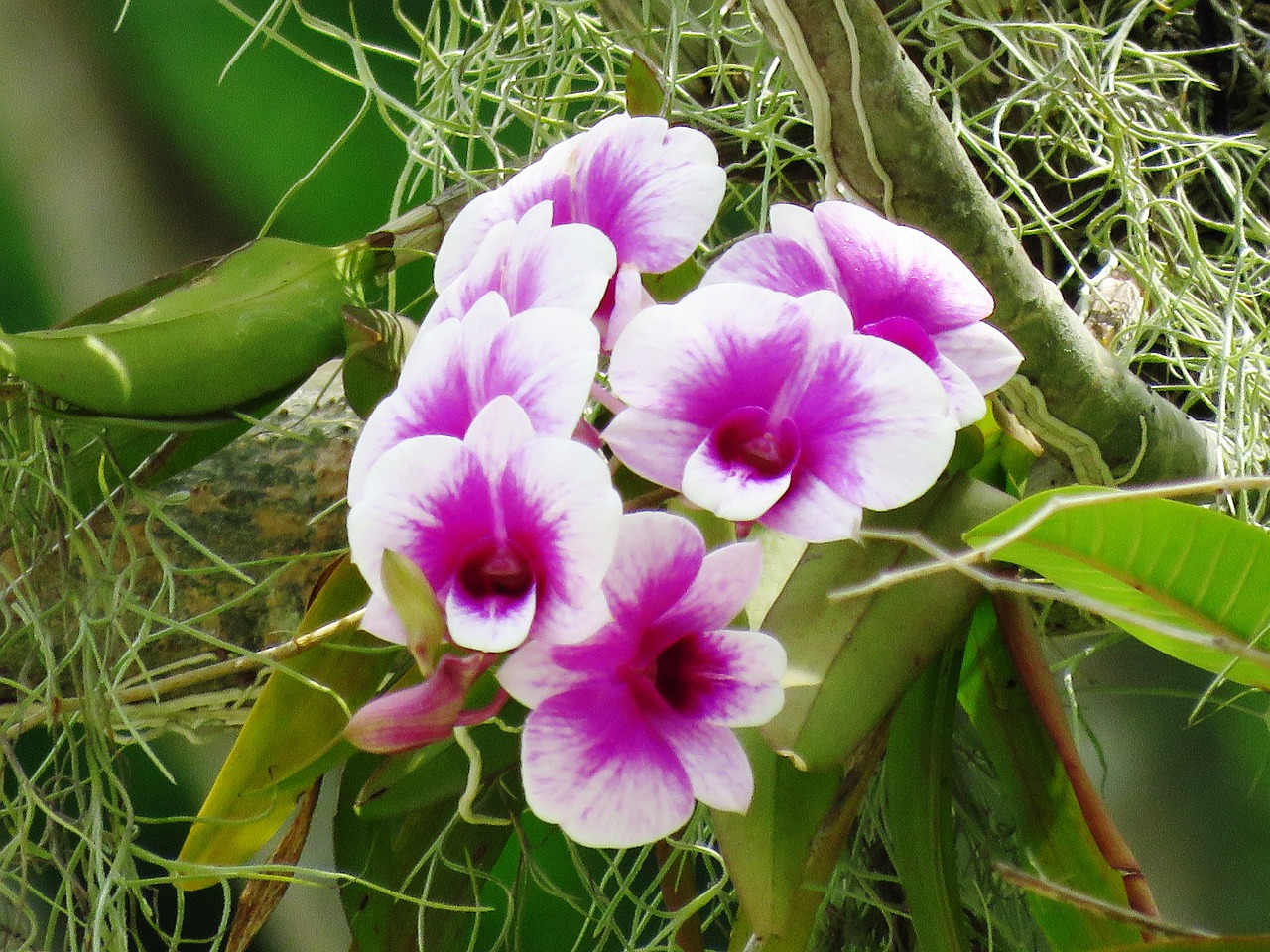 pink flower white flower flower free photo