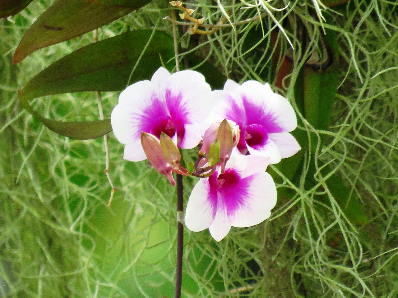 pink flower white flower flower free photo