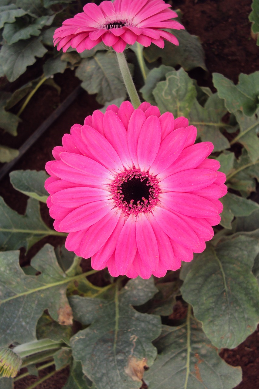 pink flower daisy blossom free photo