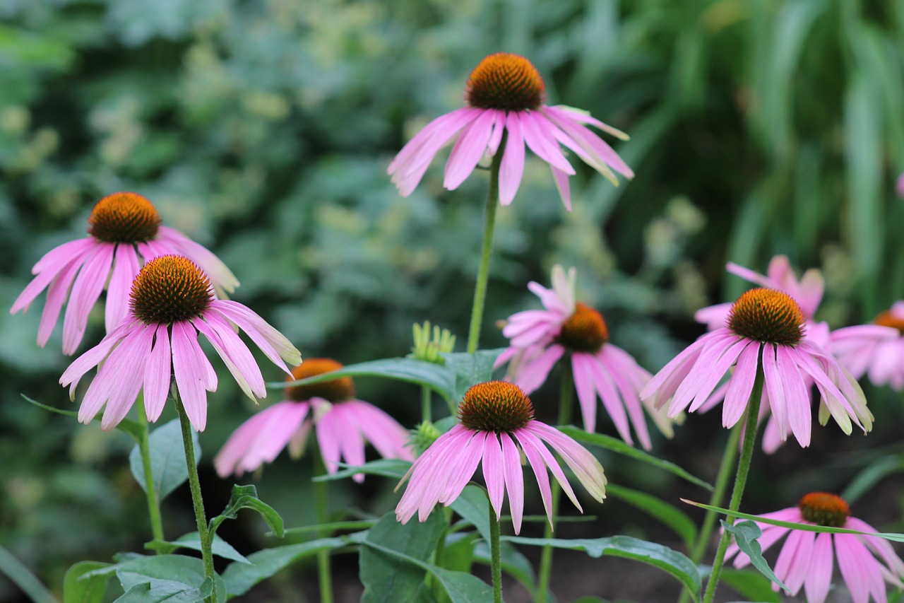 pink flower petals plant free photo