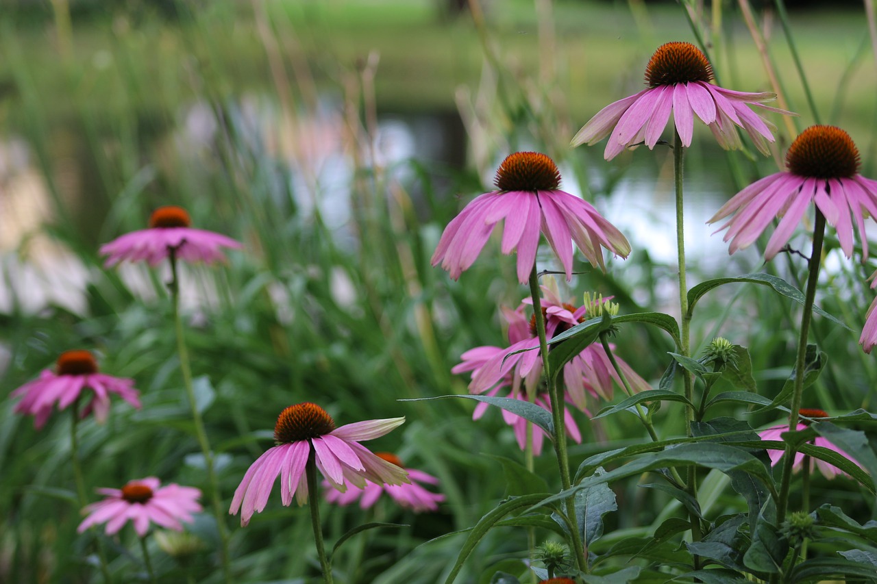 pink flower petals plant free photo