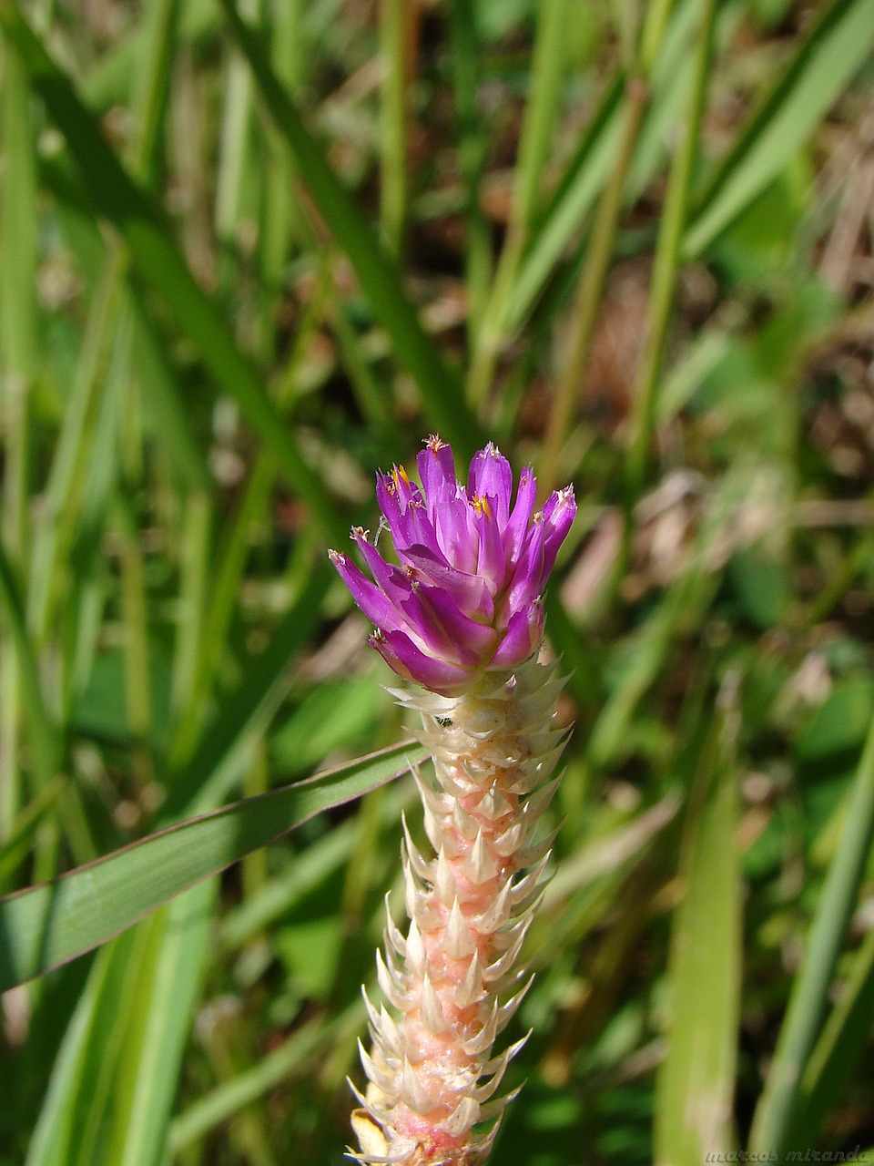 pink flower garden field free photo