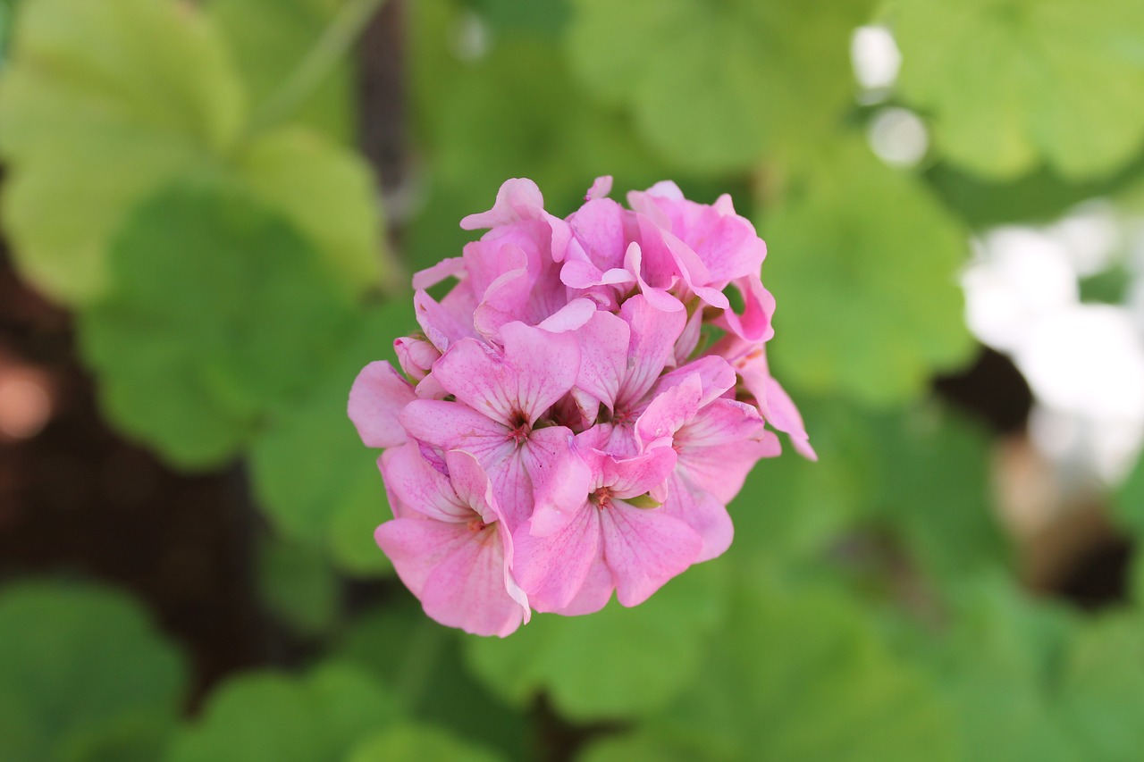 pink flower flower nature free photo