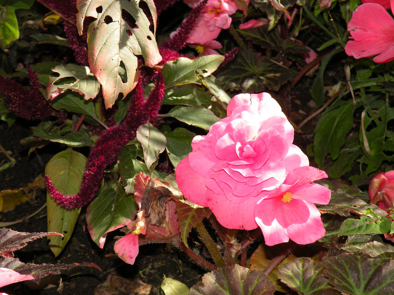 pink flower park free photo