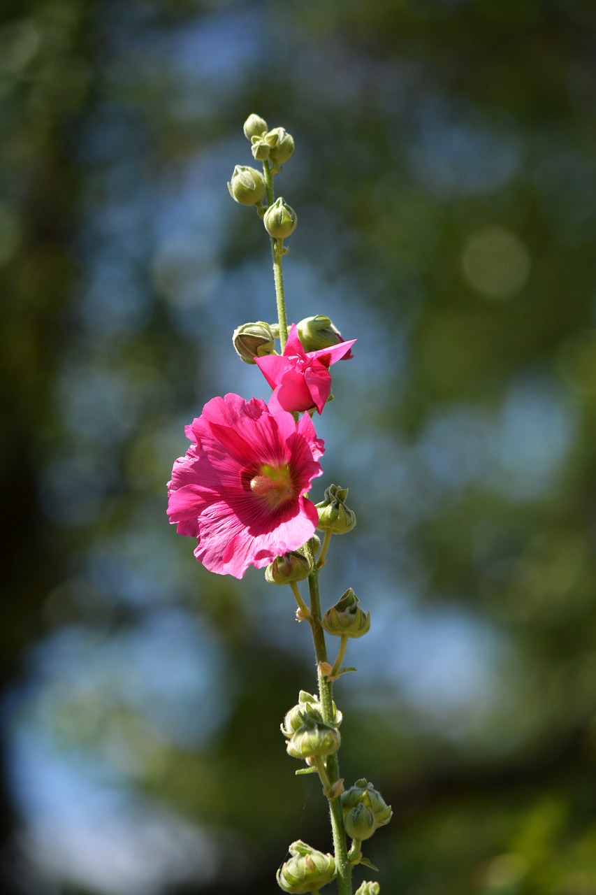 pink flower plant blossom free photo