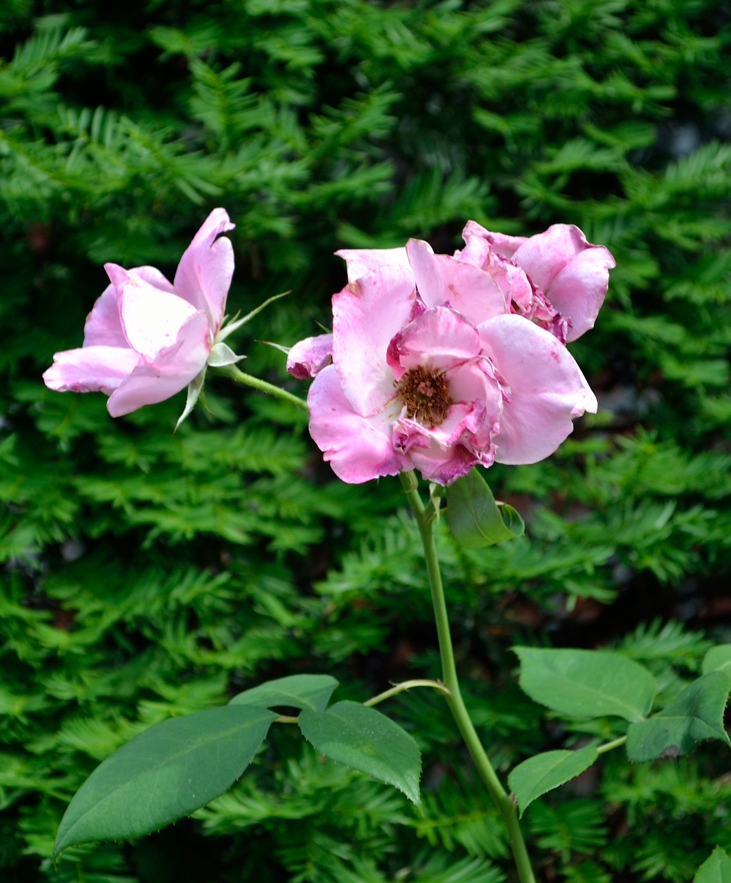 pink flower garden leaves free photo