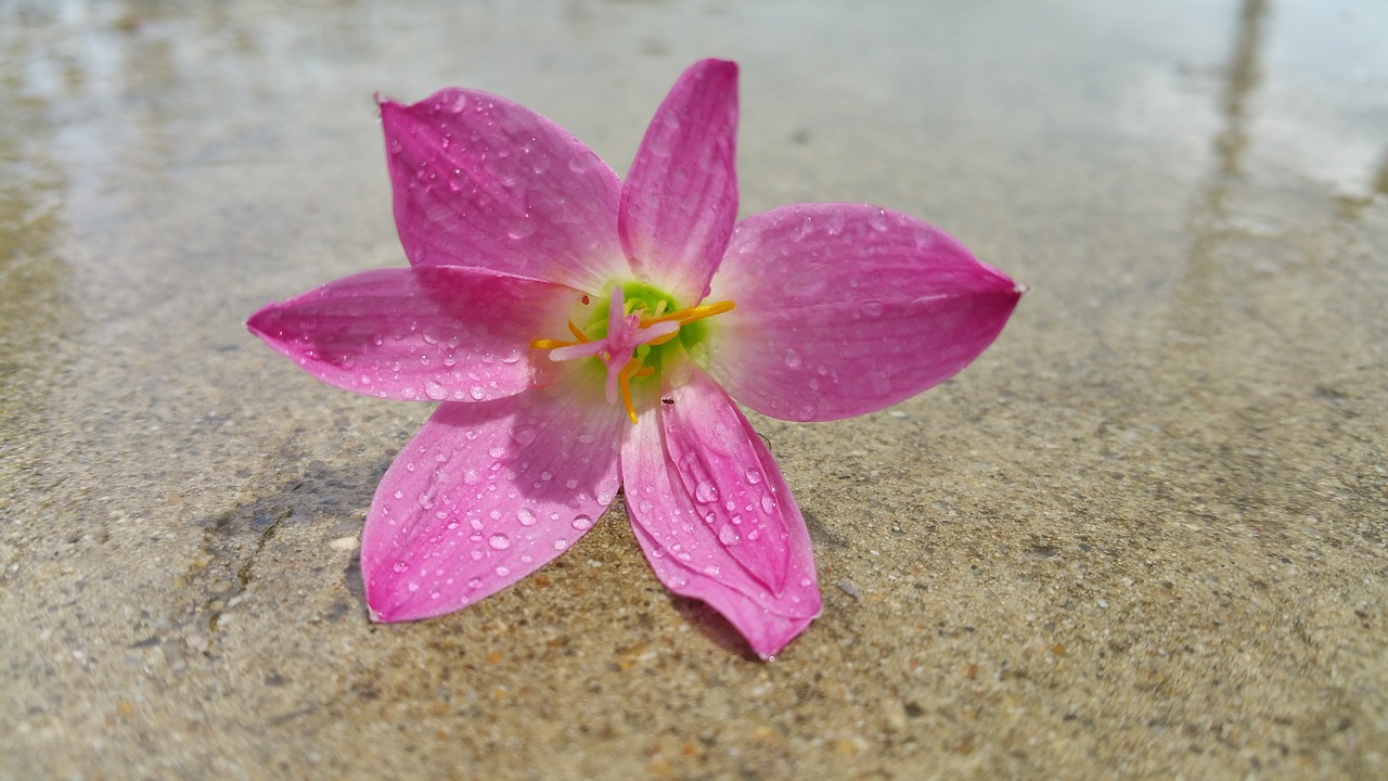 pink flower reflection water free photo