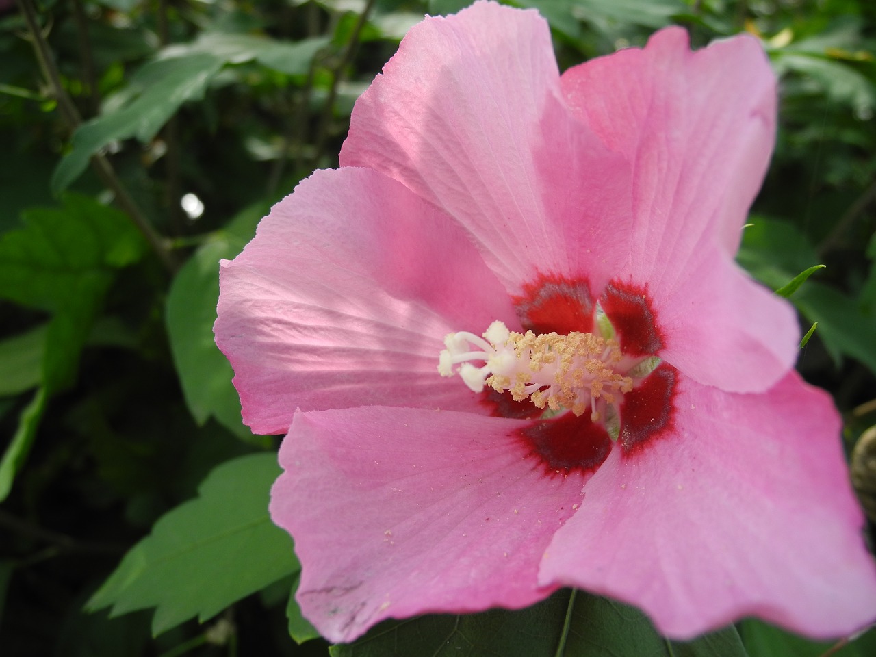 pink flower petal pink pistils free photo