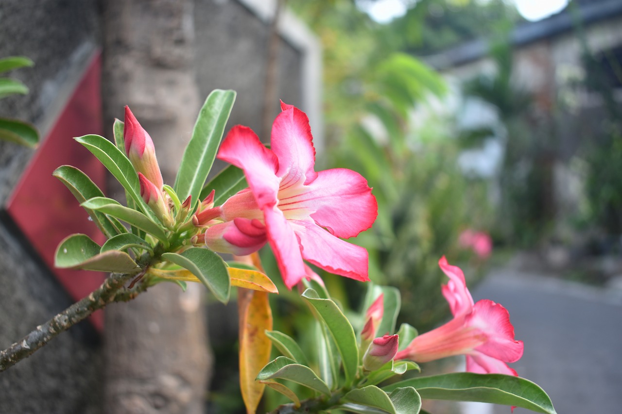 pink flower flower blossom free photo