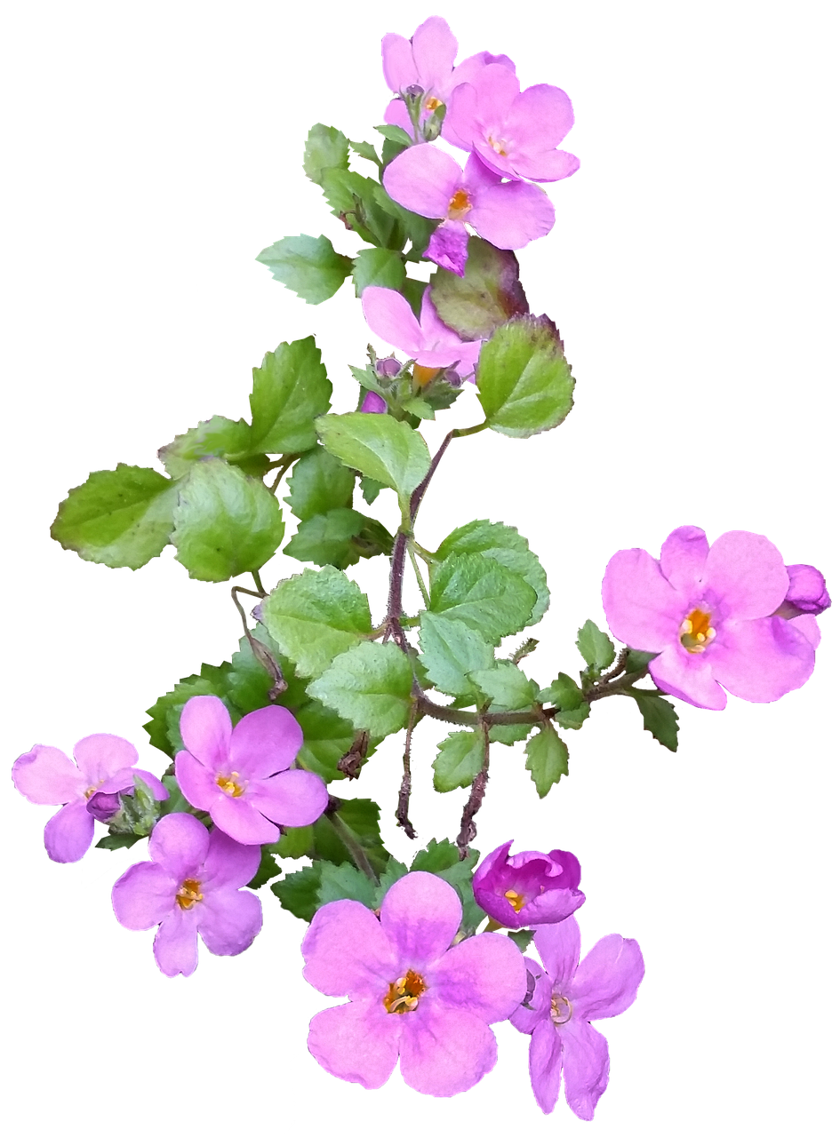 pink flower plant spring free photo