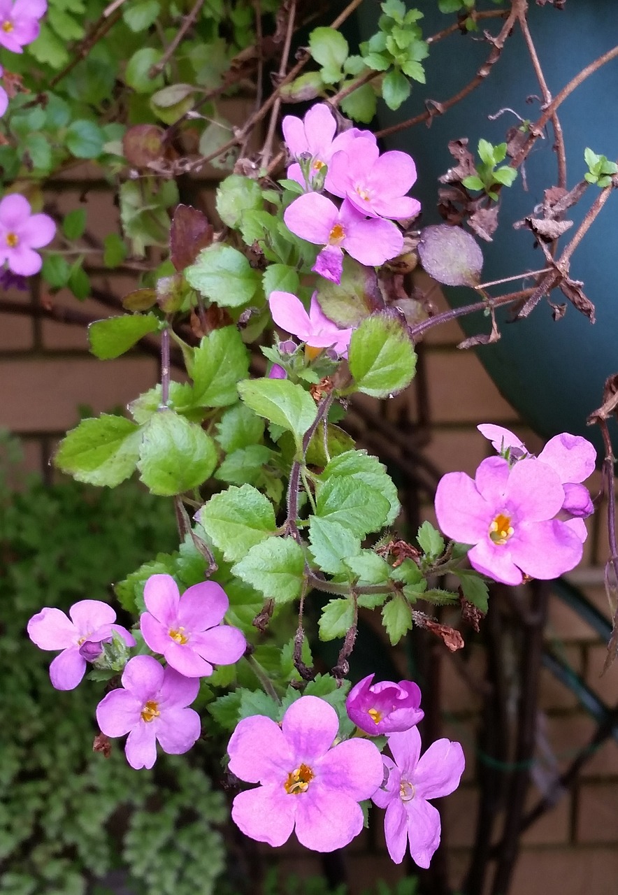 pink flower hanging basket free photo